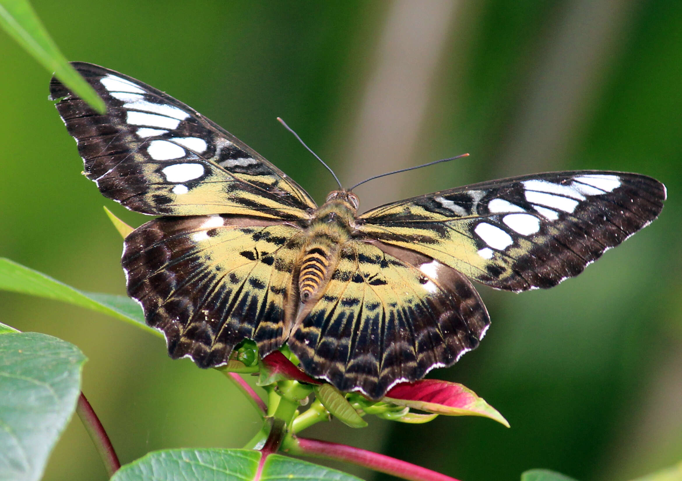 Imagem de Parthenos sylvia