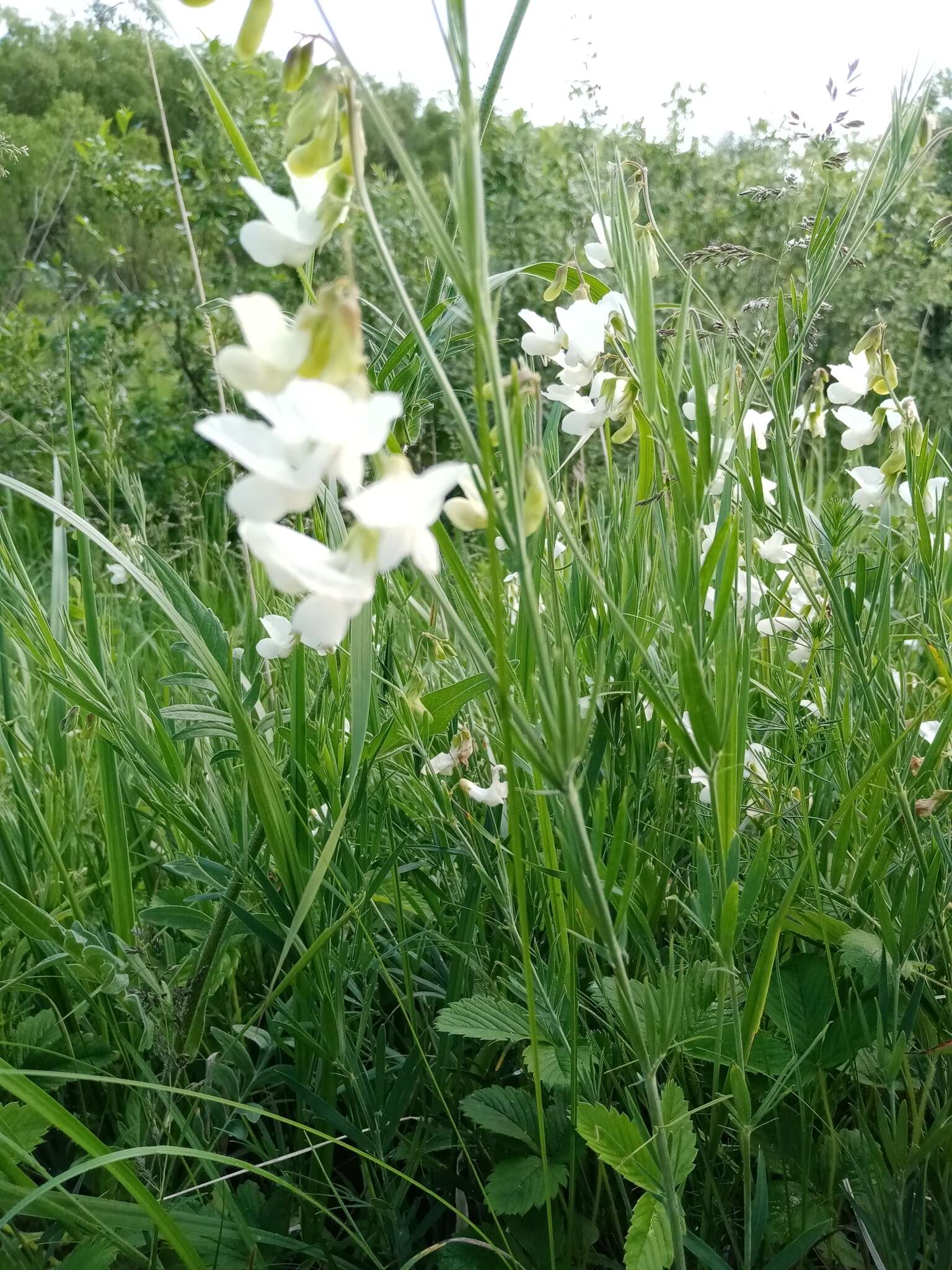 Image of Lathyrus pallescens (M. Bieb.) K. Koch