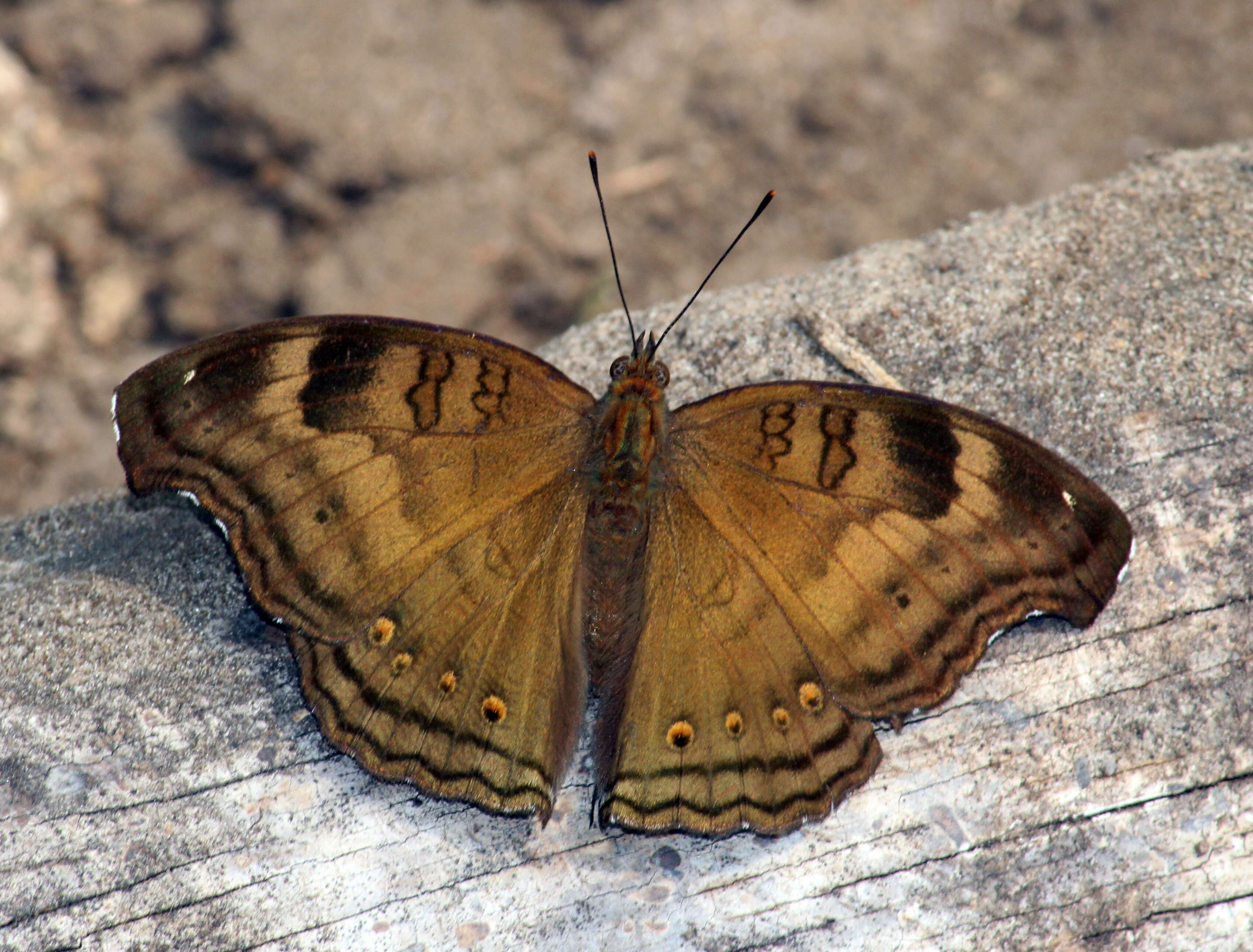 Image of chocolate pansy