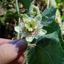 Image of Passiflora dolichocarpa Killip