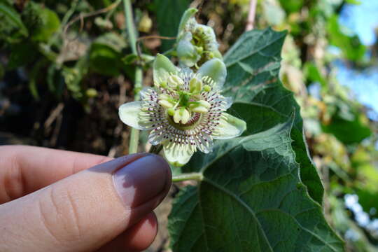 Sivun Passiflora dolichocarpa Killip kuva