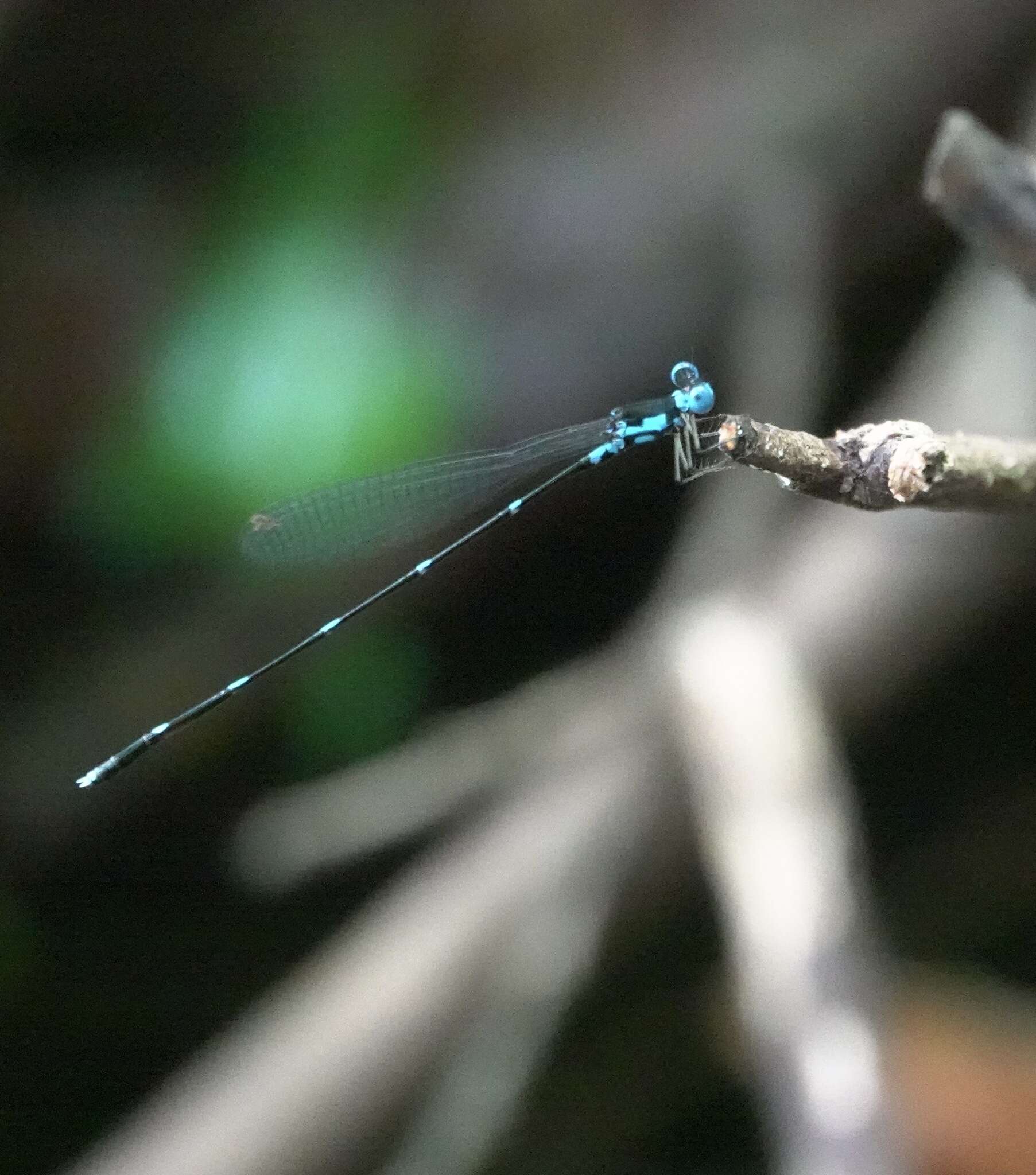 Image of Risiocnemis serrata (Hagen ex Selys 1863)