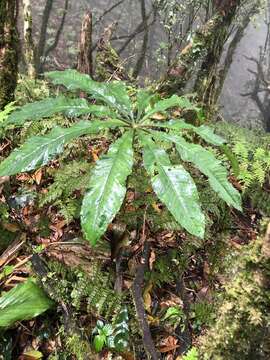 Arisaema taiwanense var. taiwanense的圖片