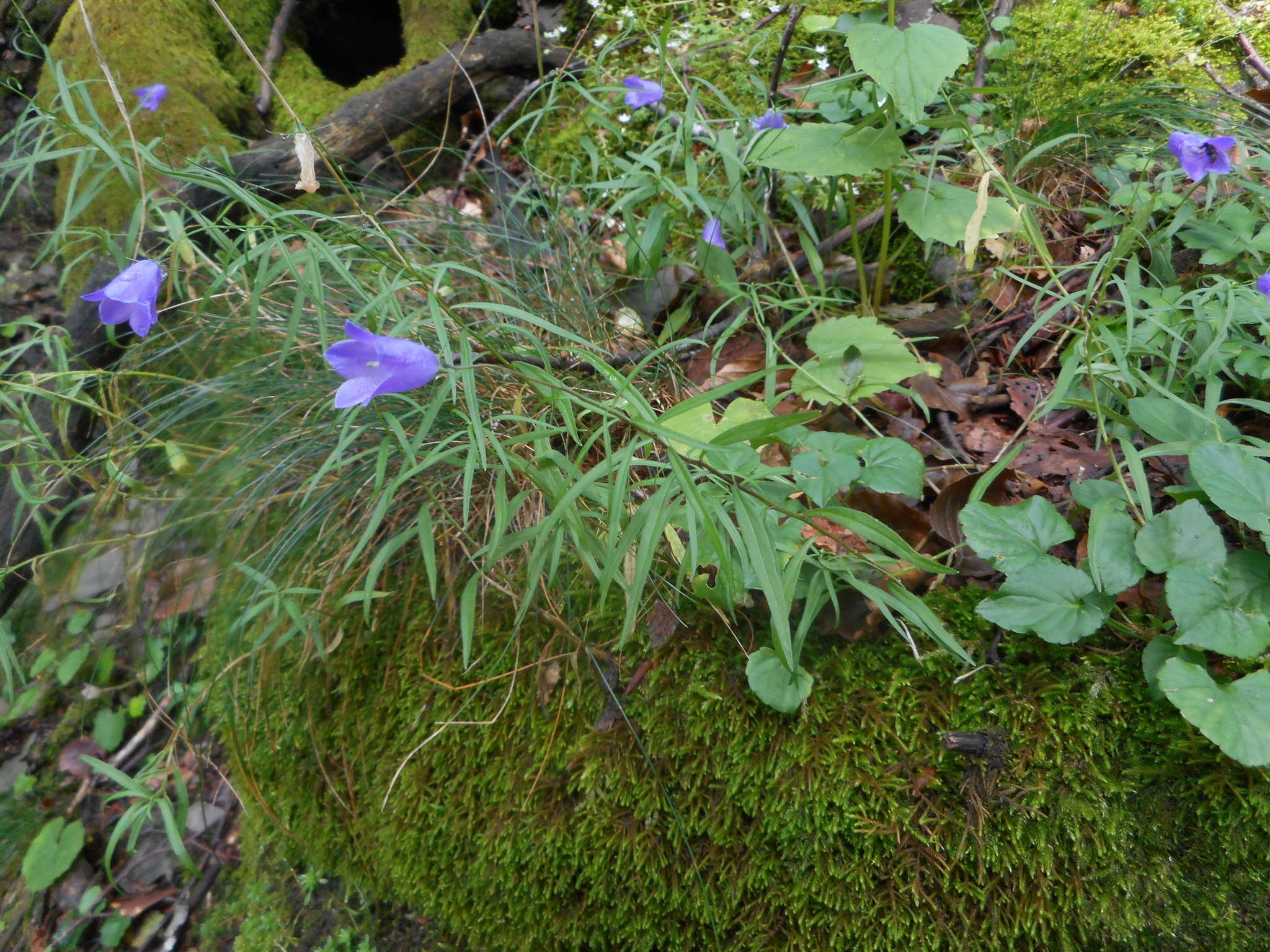 Image of Scheuchzer's Bellflower