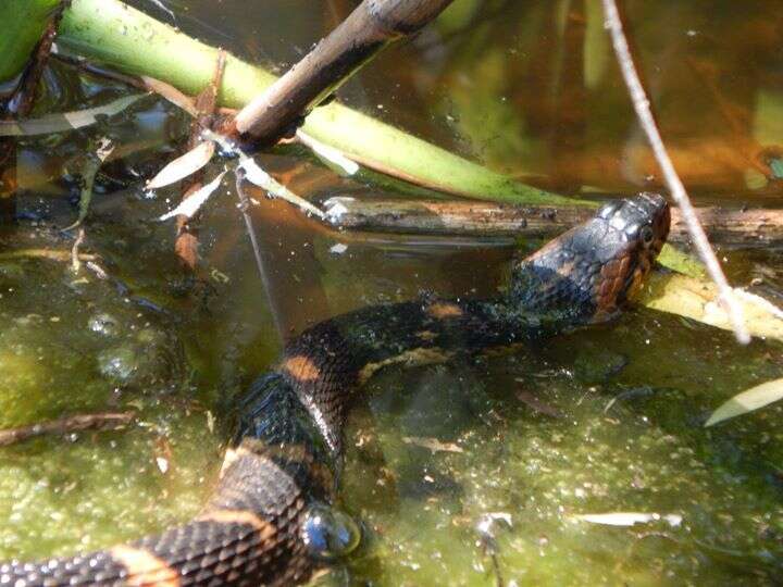 Image of Southern Water Snake