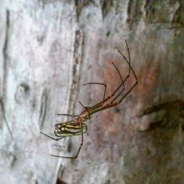 Image of Leucauge argyrobapta (White 1841)