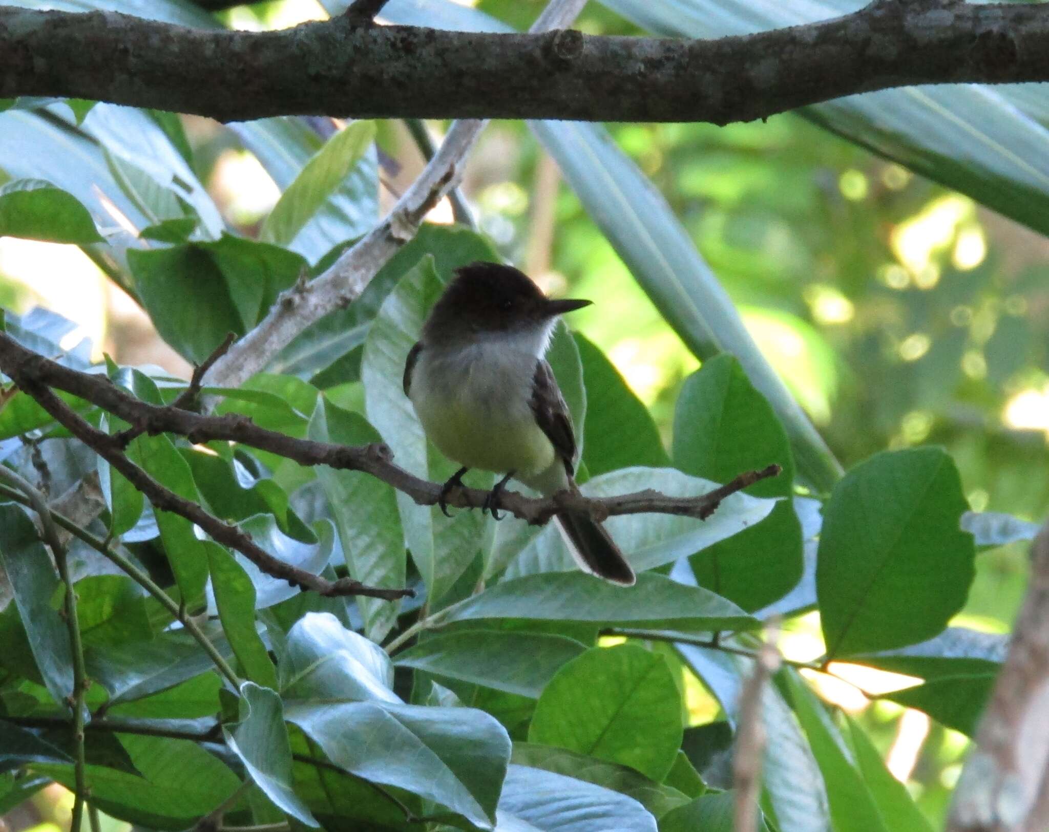 Image of Sad Flycatcher