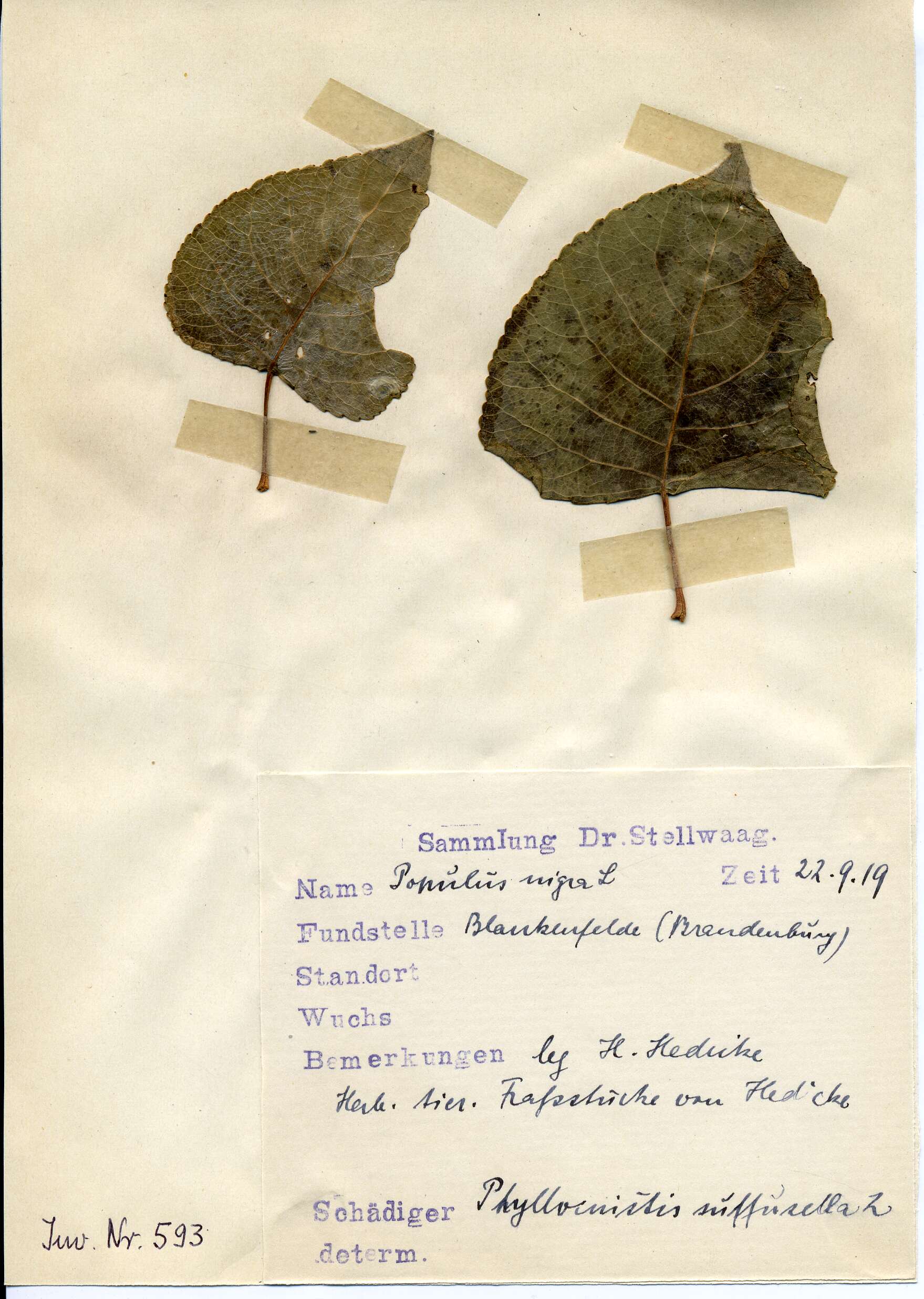 Image of Phyllocnistis unipunctella (Stephens 1834)