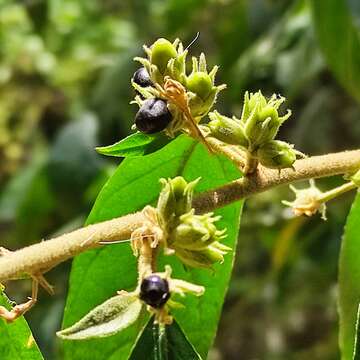 Image of Cestrum strigillatum Ruiz & Pav.