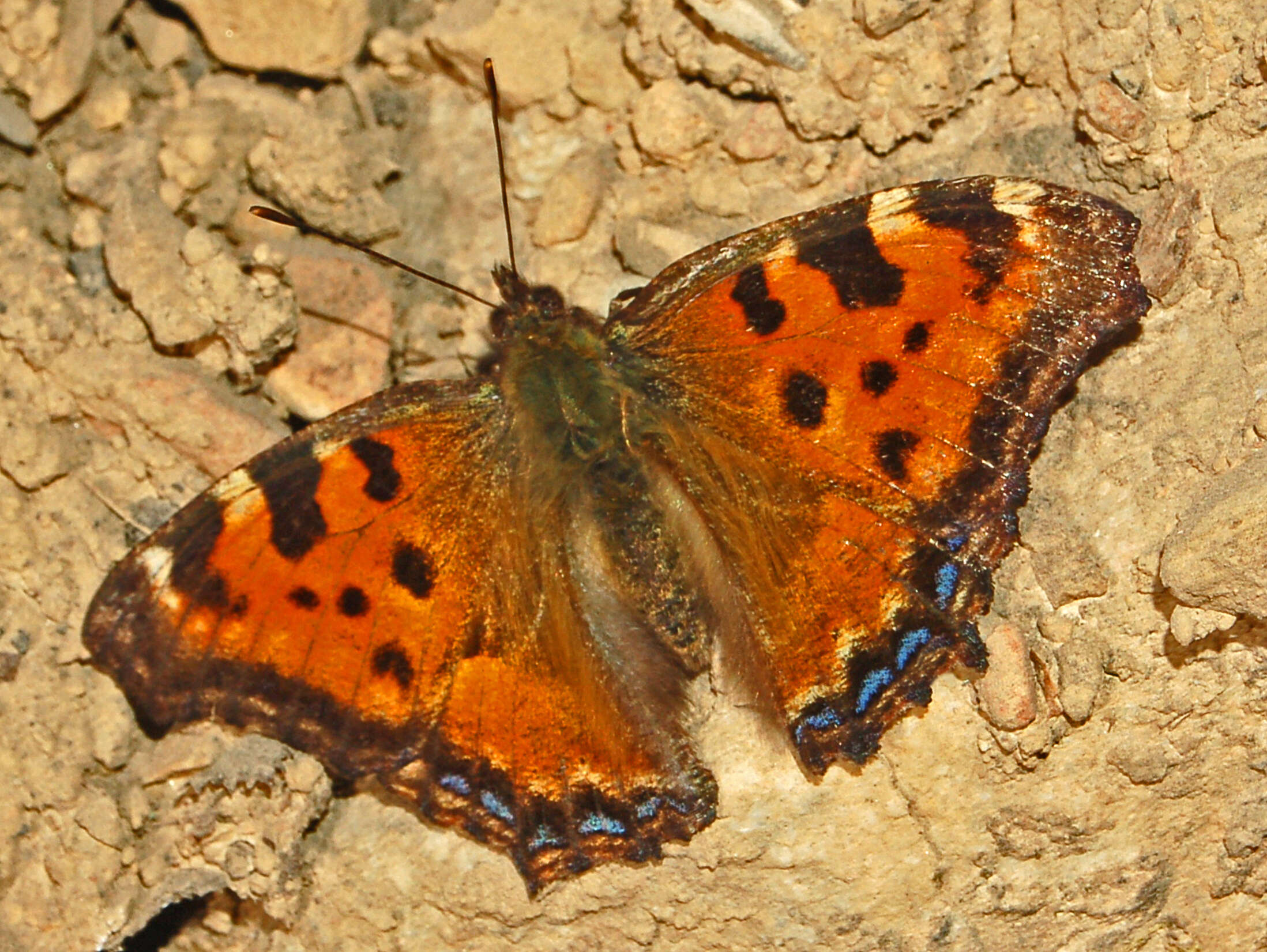 Nymphalis polychloros Linnaeus 1758 resmi