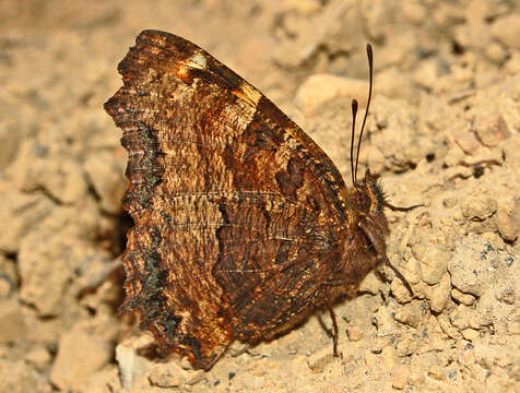 Nymphalis polychloros Linnaeus 1758 resmi