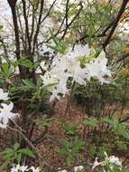 Imagem de Rhododendron alabamense Rehder