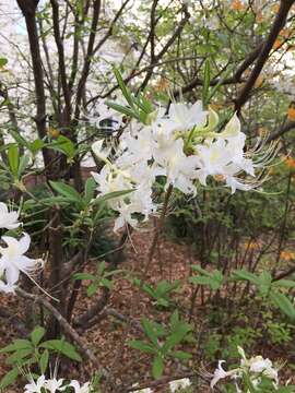 Image of Alabama azalea