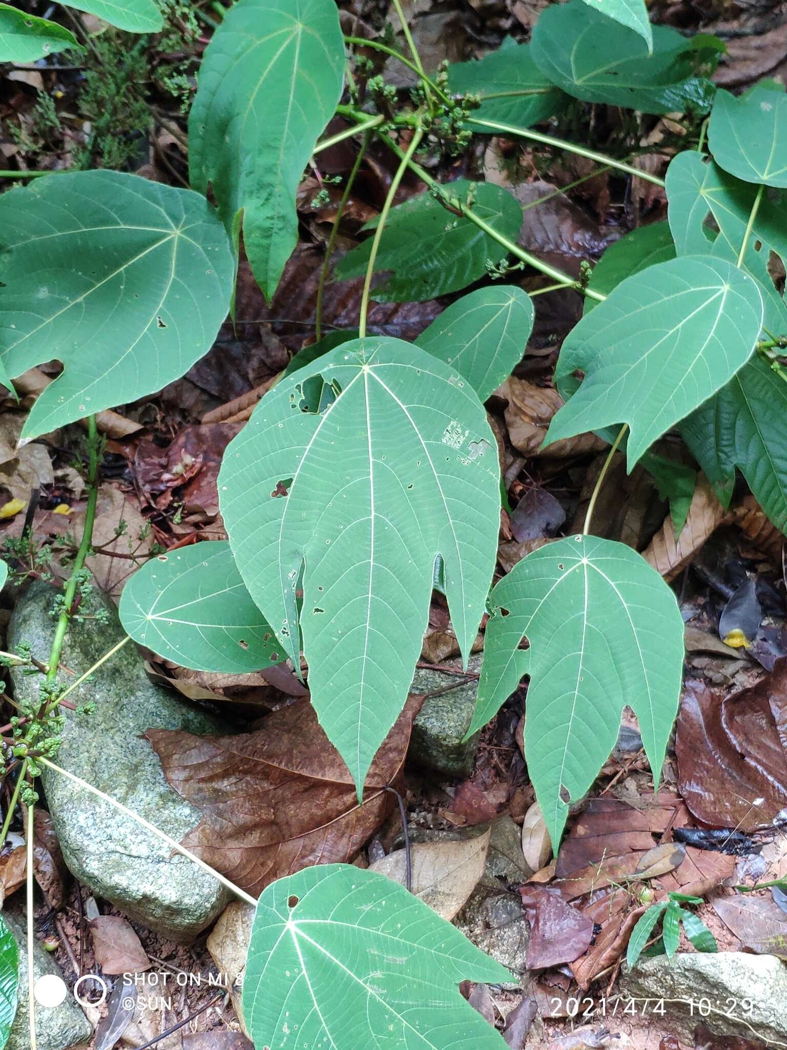 Image of Macaranga bancana (Miq.) Müll. Arg.