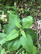 Imagem de Salvia urticifolia L.