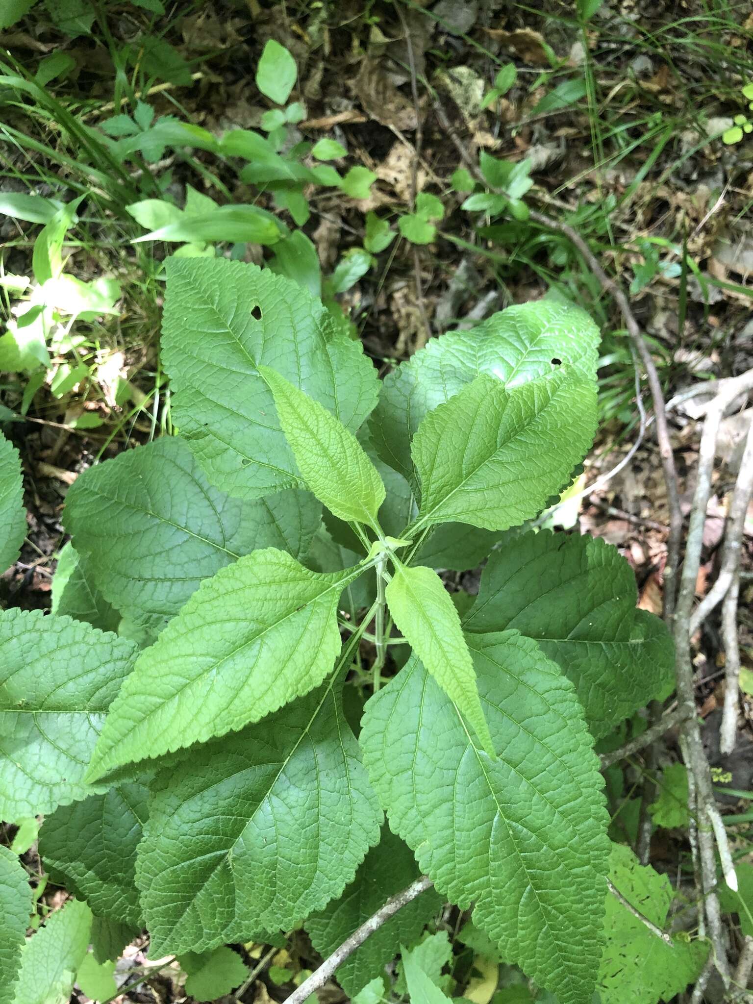 Salvia urticifolia L. resmi