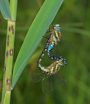 Image of Migrant Hawker