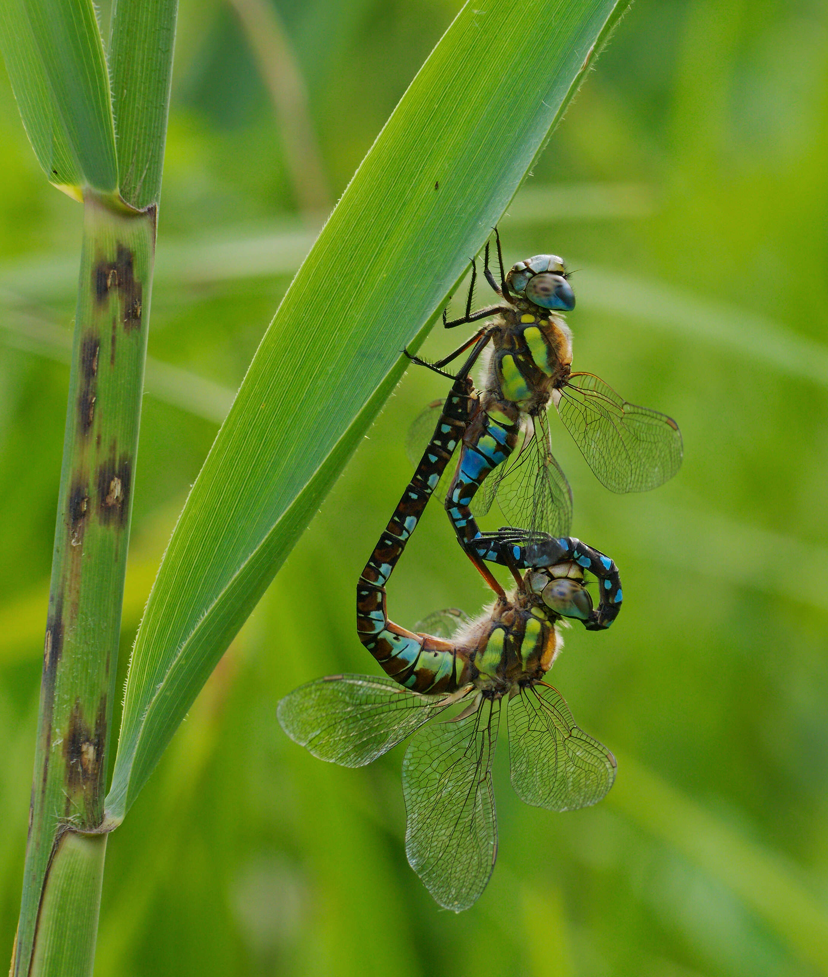 Image of Migrant Hawker