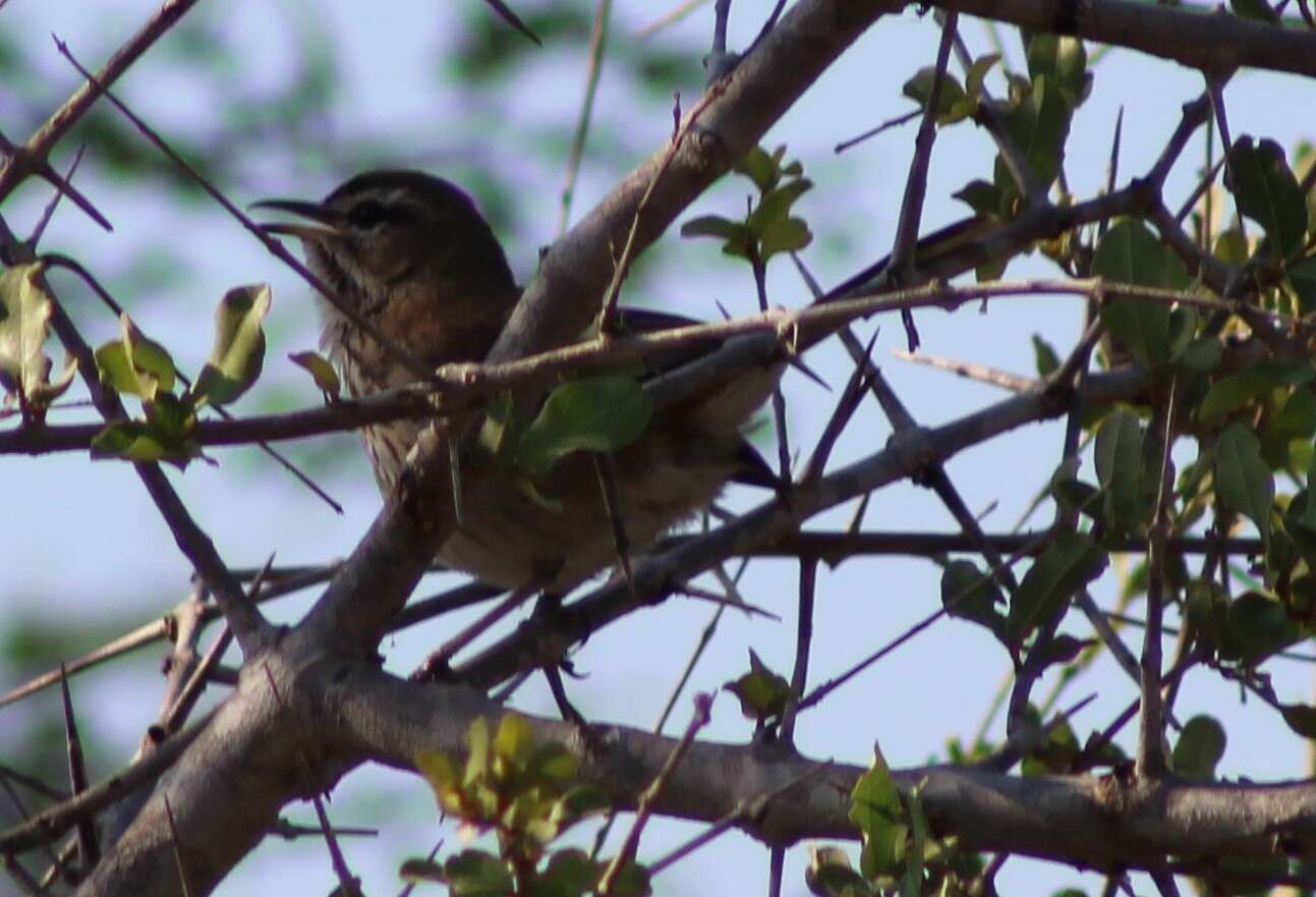 Image of White-browed Scrub Robin