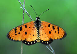 Image of Acraea terpsicore