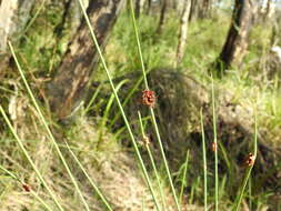 Image of Chorizandra cymbaria R. Br.