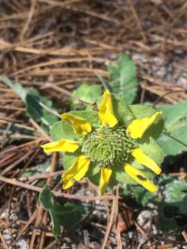 Image of Florida greeneyes