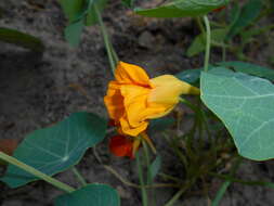 Image of Garden Nasturtium