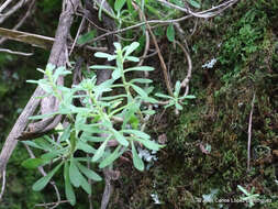 Image of Sedum quevae