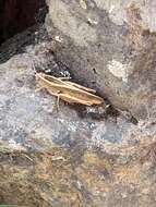 Image of Canarian Pincer Grasshopper