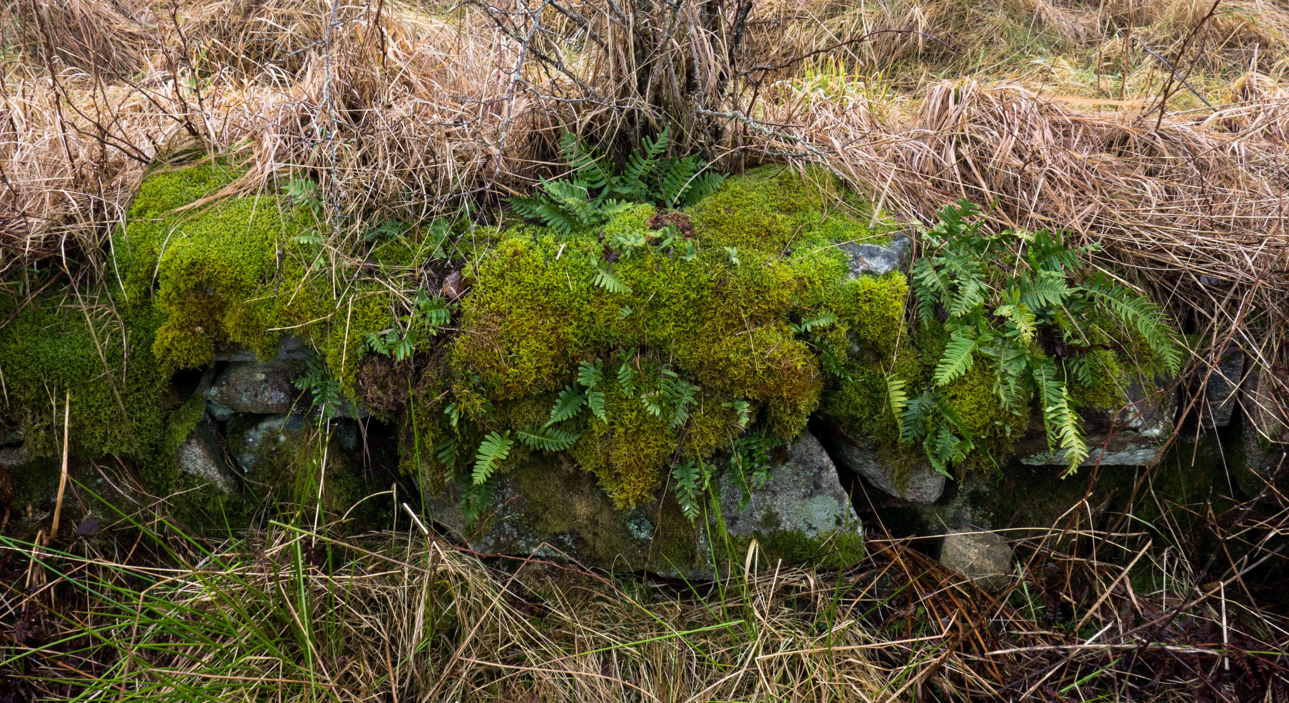 Image of common polypody