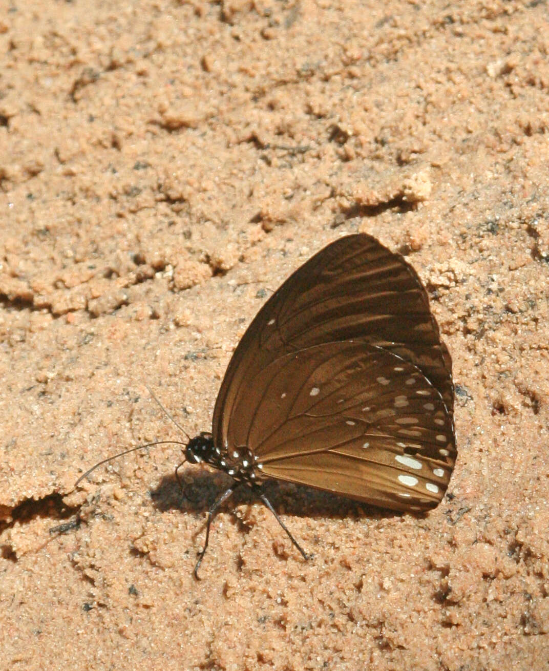 Euploea algea menetriesii Felder, C., Felder & R. 1860 resmi