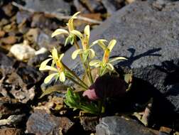 Image of Pelargonium nervifolium Jacq.