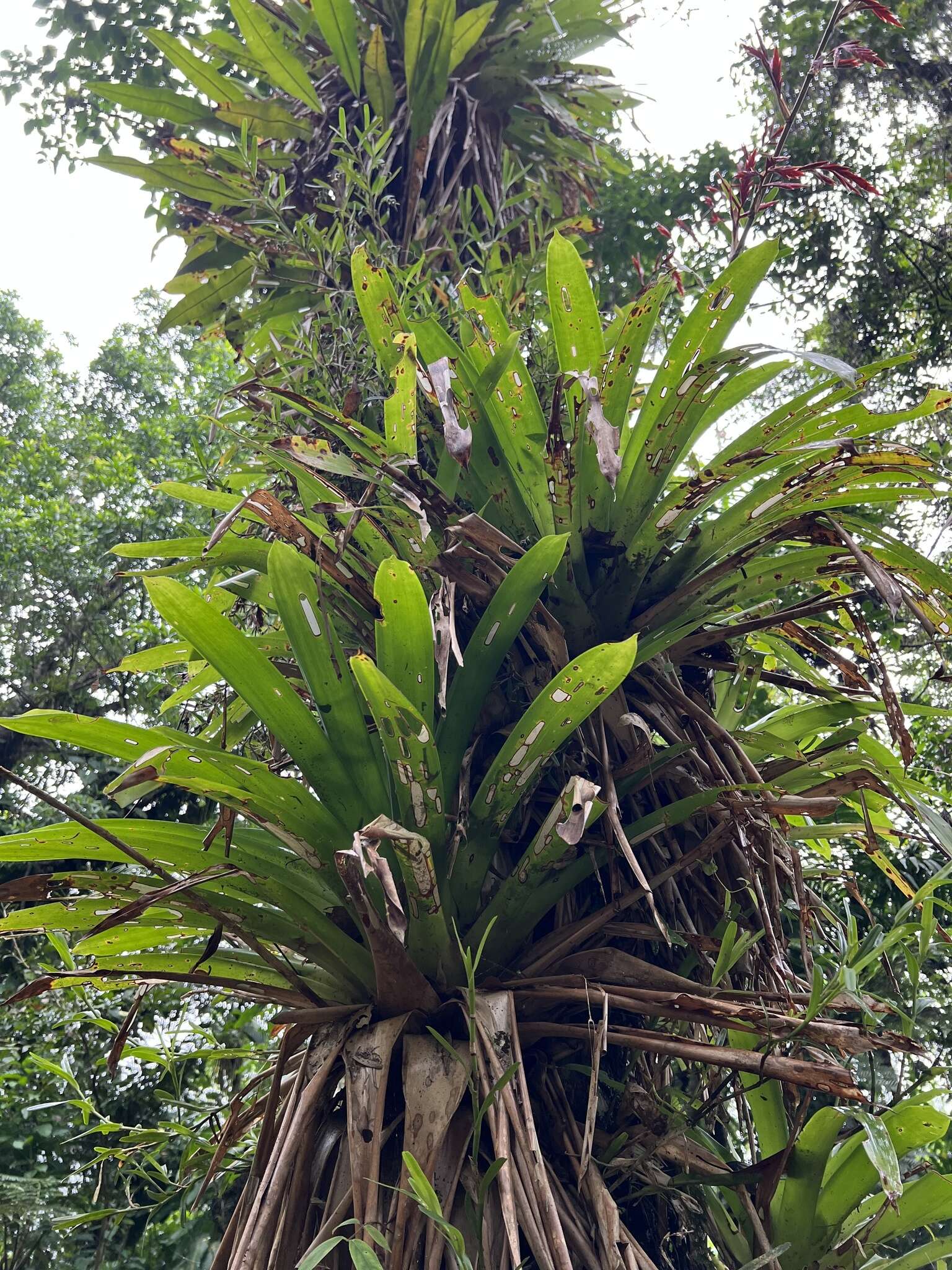 Image of Vriesea elata (Baker) L. B. Sm.
