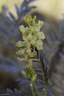 Imagem de Astragalus asymmetricus Sheldon