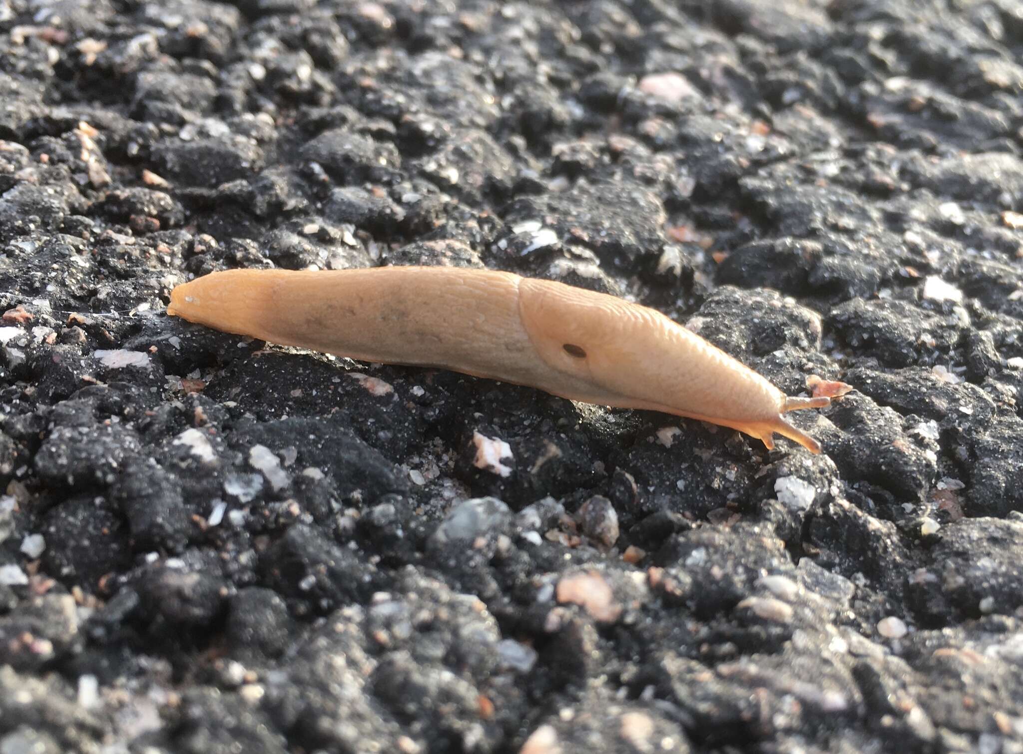 Image of field slug