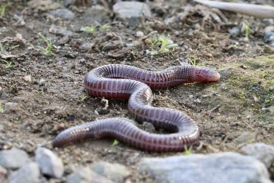 Image of Anatolian Worm Lizard