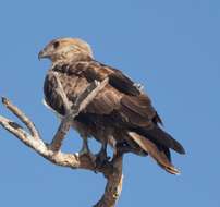 Image of Whistling Kite