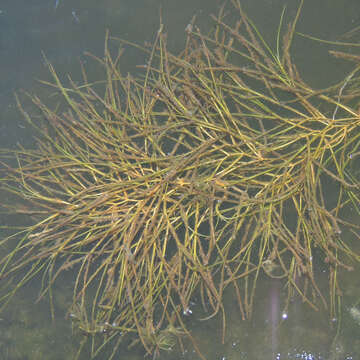 Image of pondweed