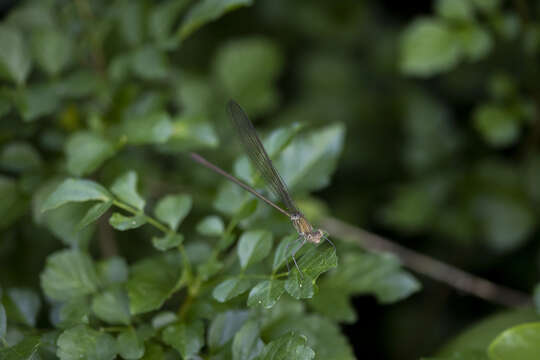 Image of Glistening Demoiselle