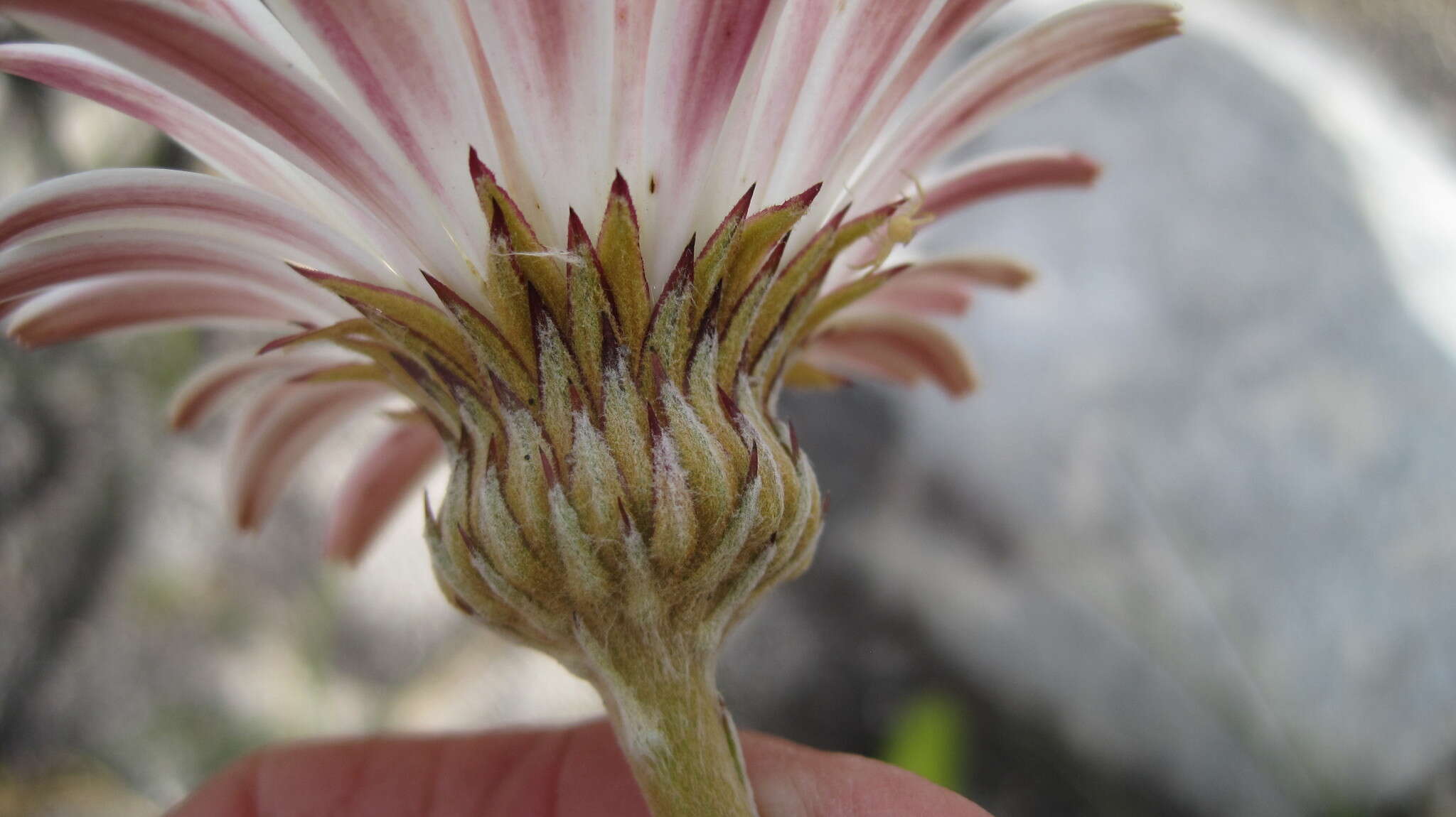 Image de Gerbera tomentosa DC.