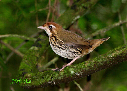 Image of Short-tailed Antthrush