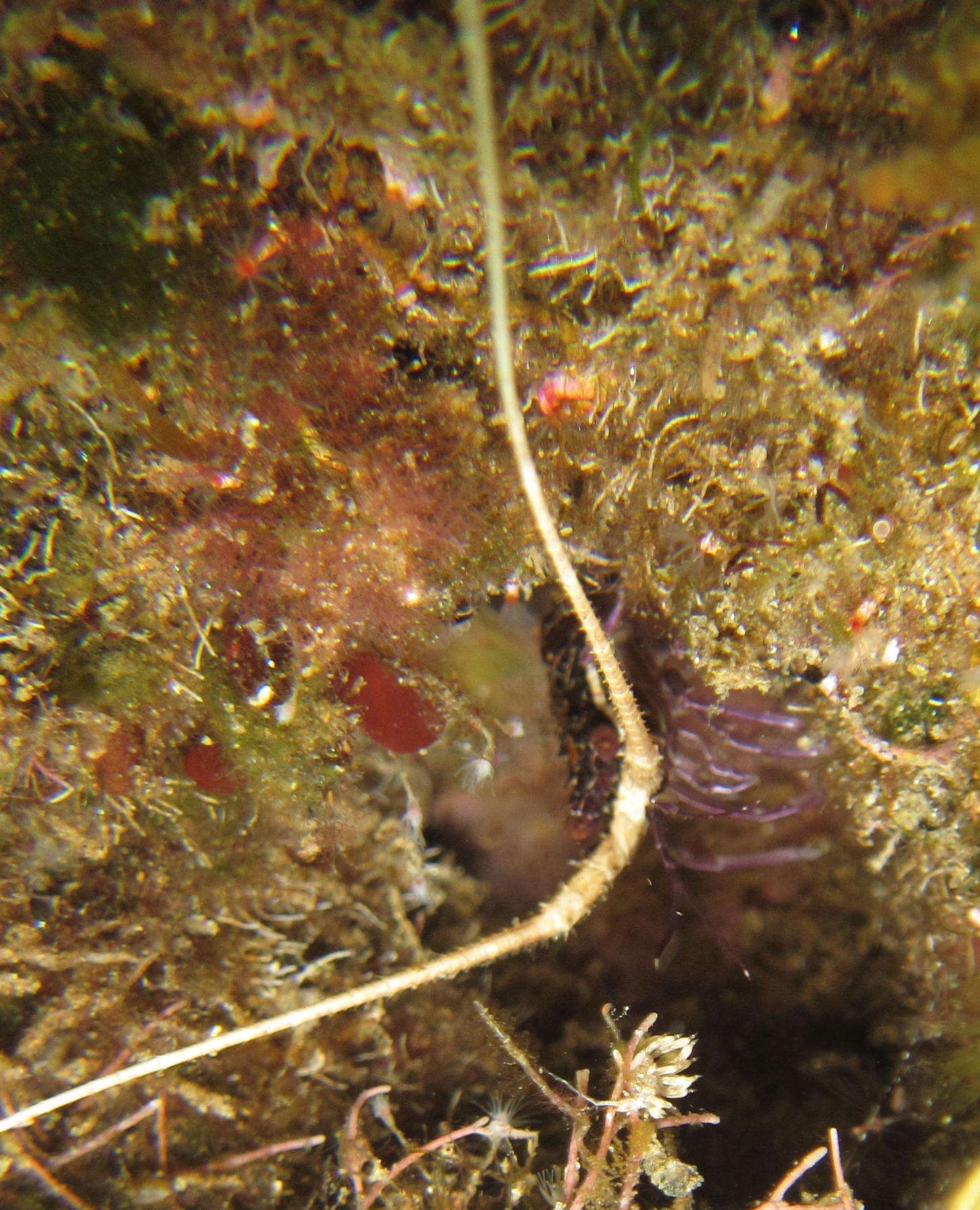 Image of Painted Spiny Lobster