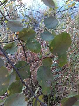 Image of Amelanchier sanguinea var. sanguinea