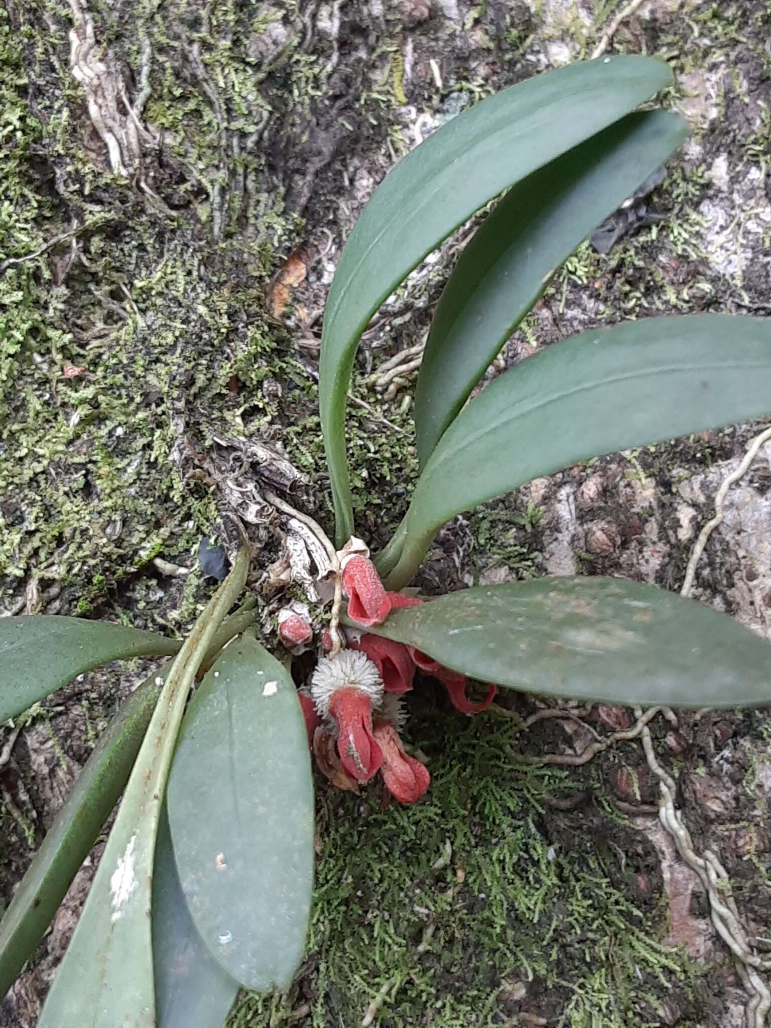 Image of Specklinia tribuloides (Sw.) Pridgeon & M. W. Chase