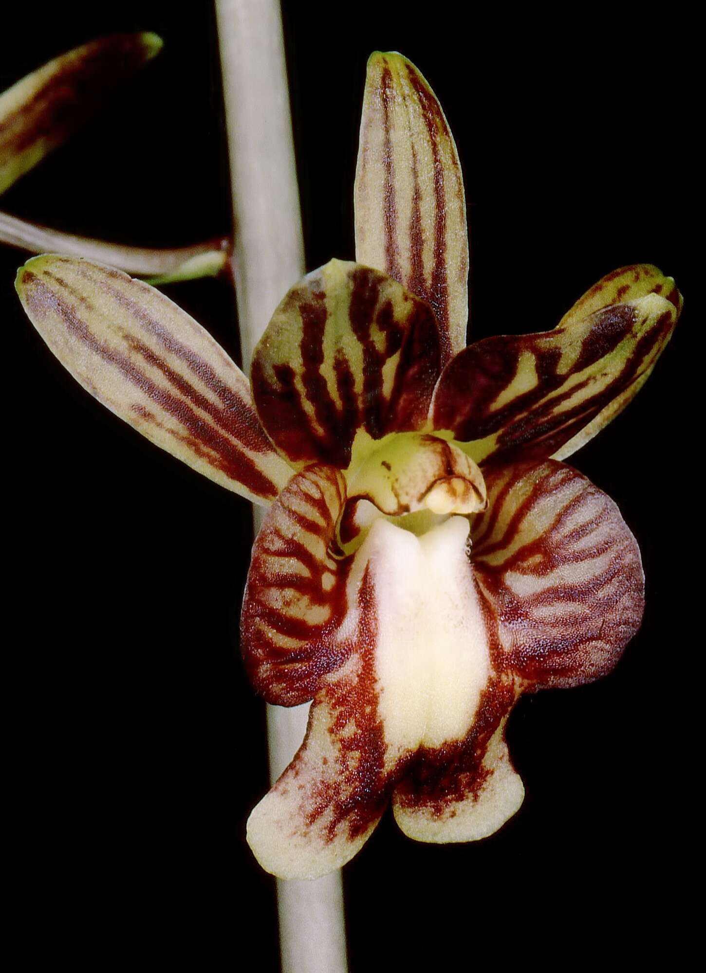 Image of Monk orchids