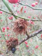 Image of Mossy Rose Gall Wasp