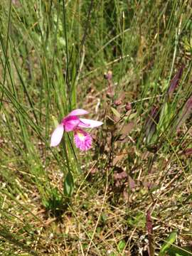 Image of snakemouth orchid