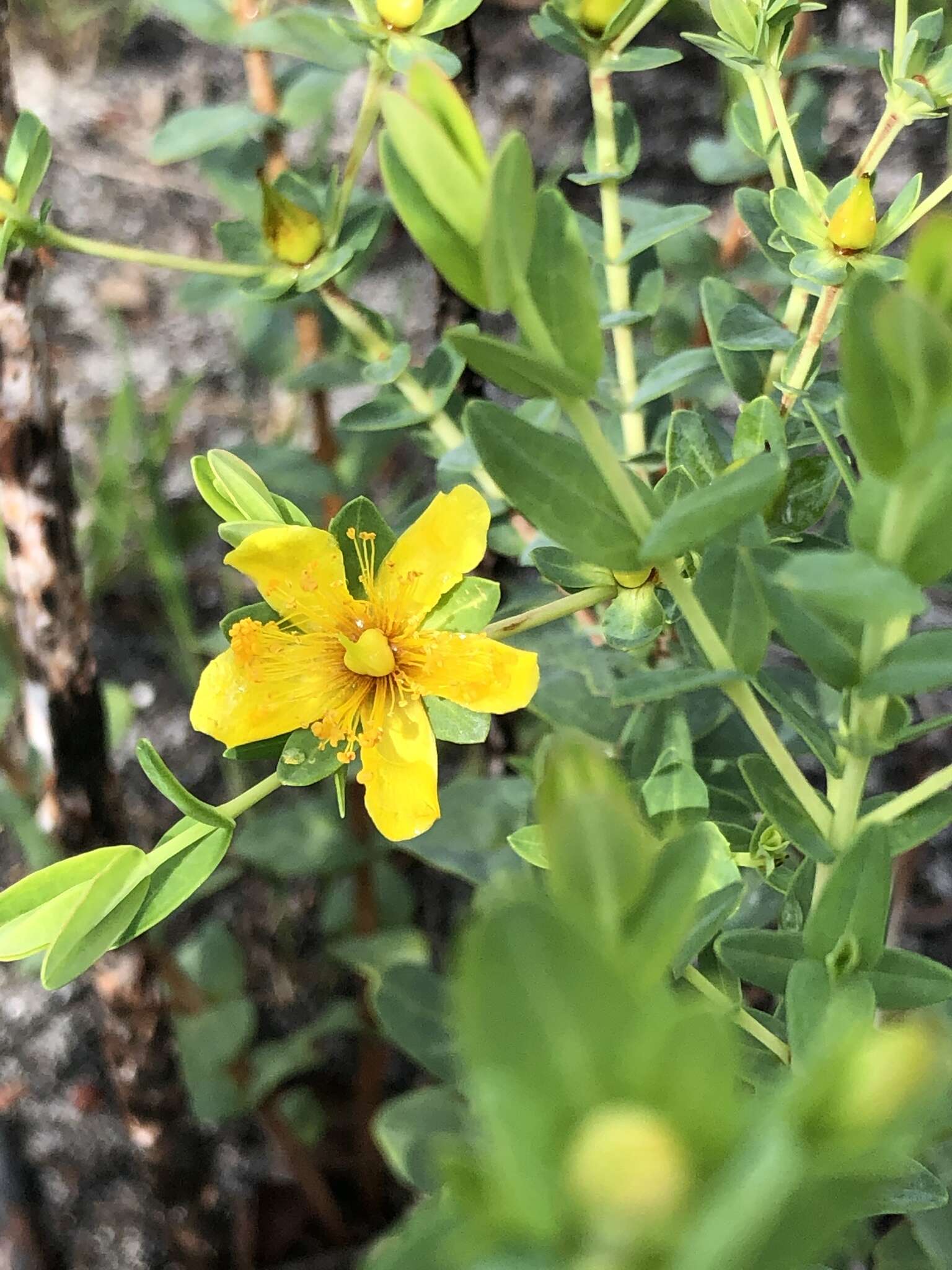 Image of Myrtle-Leaf St. John's-Wort