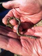 Image of Cross-marked Or Montane Grass Snake