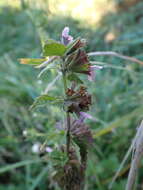 Image of Ballota nigra subsp. meridionalis (Bég.) Bég.